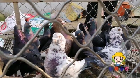 凹頭彈 视频截图