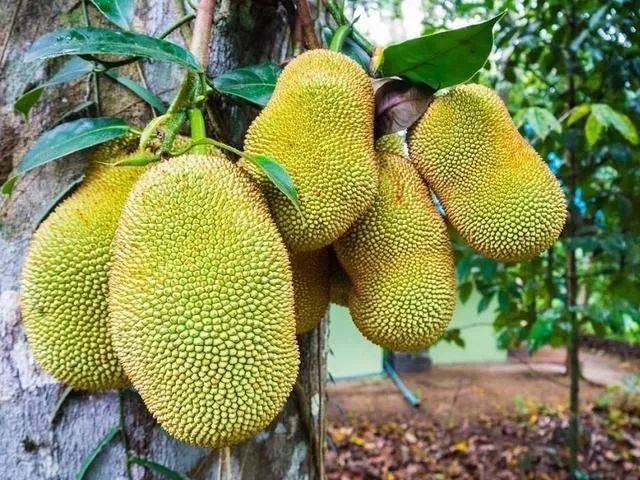 兄弟之仇 产品图片