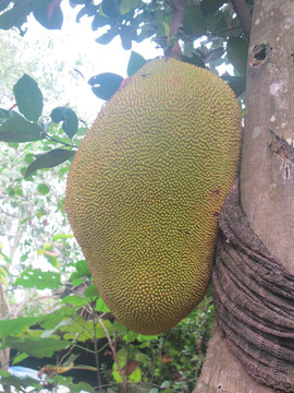 丈夫、父親、殺手：Alyssa Pladl 的故事 视频截图