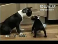 變形金剛5：最後的騎士 （國語版） 视频截图