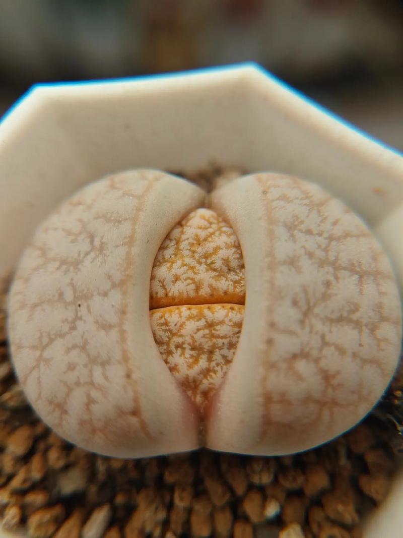 上帝的筆誤 产品图片