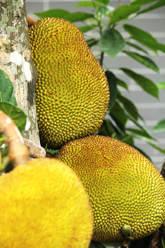 叢林2：世界之旅 视频截图