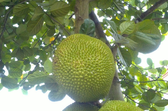 東北告別天團 视频截图