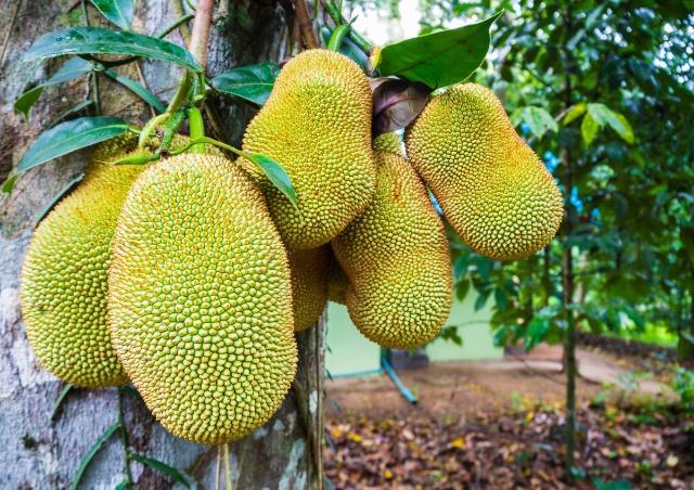 四光豬現蠢記 视频截图