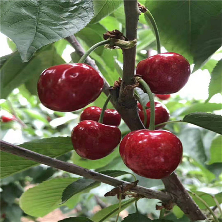 冰河時代 视频截图