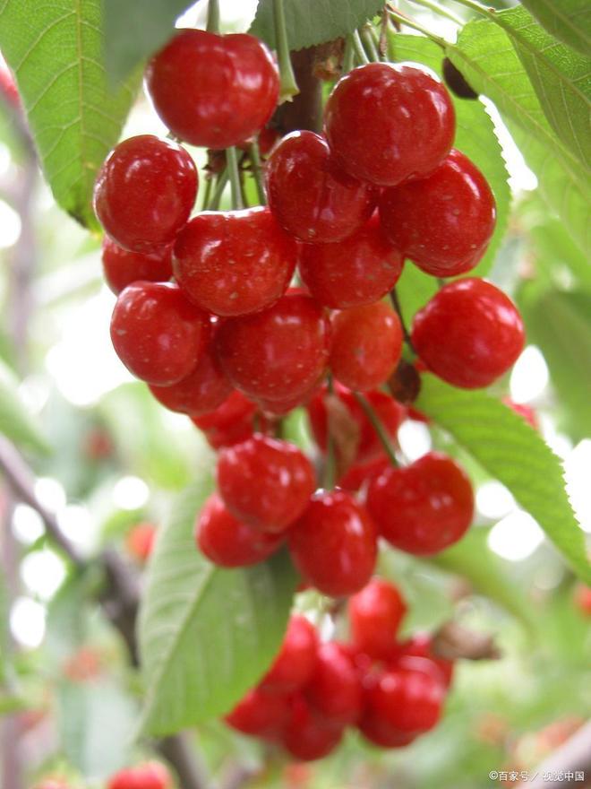 偷心俏佳人 视频截图