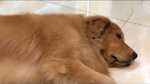 唐伯虎飛秋香 视频截图