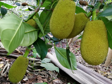 上海正午（國語版） 视频截图