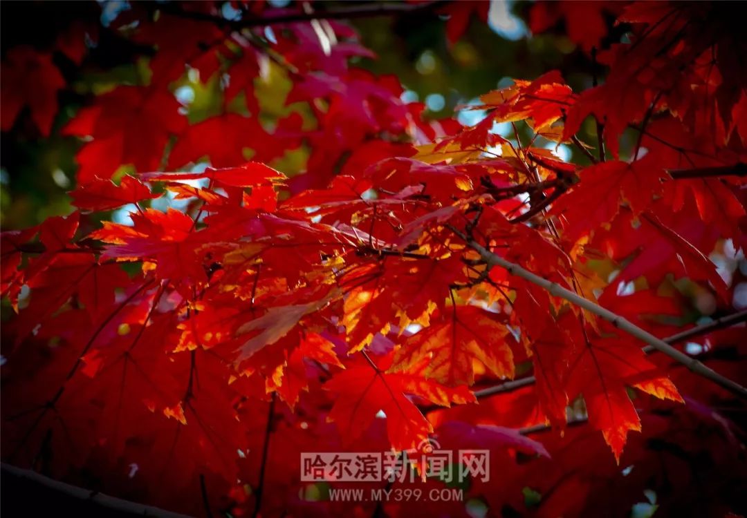 冰封：重生之門（國語版） 产品图片