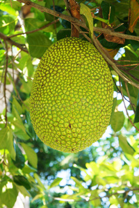 東方騷 视频截图