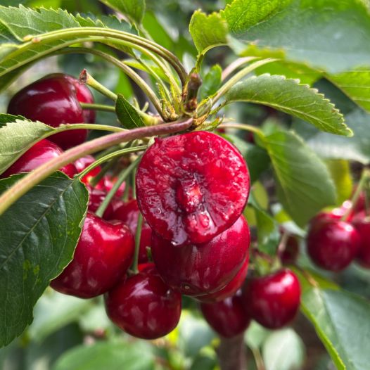 危情8小時 视频截图