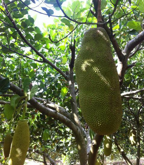 不能說的夏天 视频截图