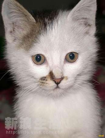 不死鳥 视频截图