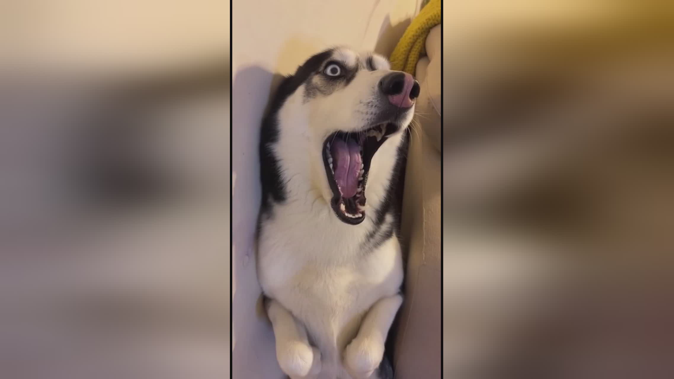 僵屍先生（粵語版） 视频截图